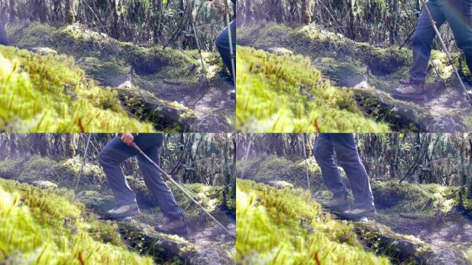4k镜头与徒步旅行杆徒步旅行靴穿过cca 3600米海拔的乞力马扎罗森林。通往非洲大陆最高山5895