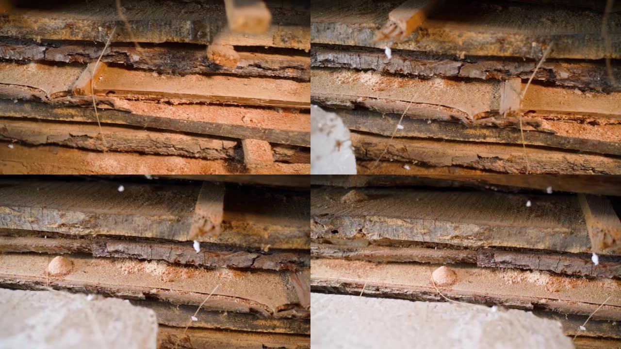 受仓库害虫影响的橡木木板，特写镜头。吃木头的昆虫破坏了好的木材。平滑相机滑行