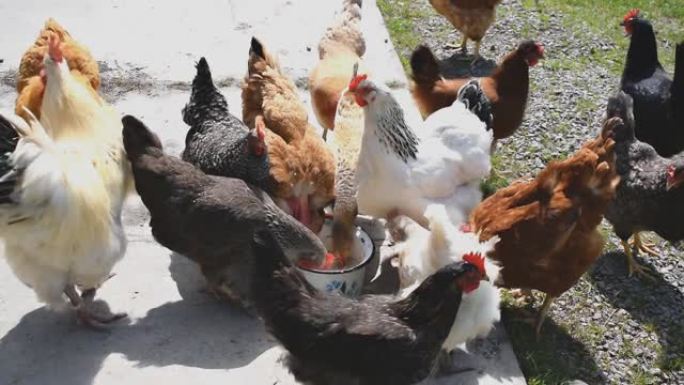 鸡和公鸡从一个盘子里喂食，在绿色的草地上的农村bar上碗。生态农场院子里的母鸡。家禽养殖鸟类动物概念