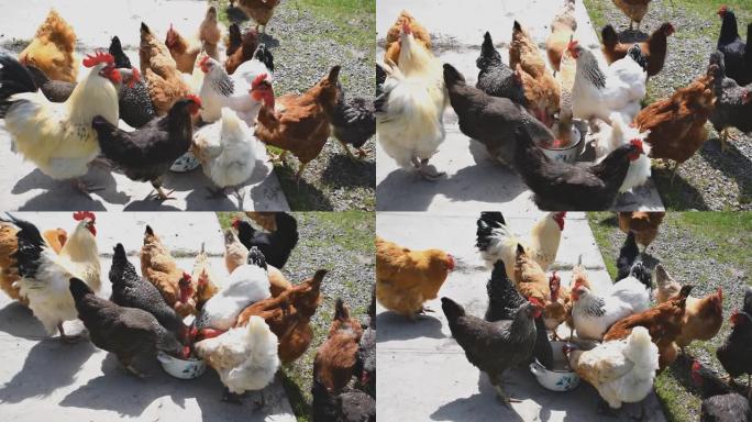 鸡和公鸡从一个盘子里喂食，在绿色的草地上的农村bar上碗。生态农场院子里的母鸡。家禽养殖鸟类动物概念