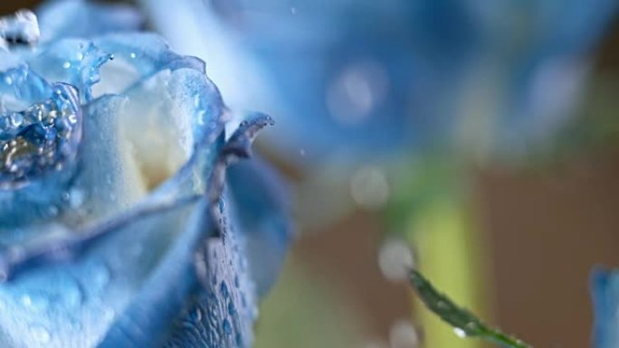 SLO MO雨滴落在蓝玫瑰上