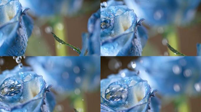 SLO MO雨滴落在蓝玫瑰上
