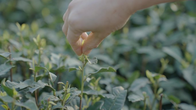 摘茶叶 采茶