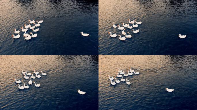 蓝色湖面的鹅群丨4K丨原创实拍
