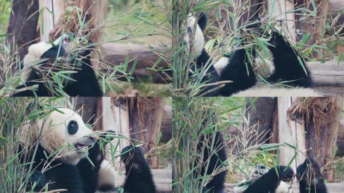 大熊猫吃竹叶，中国