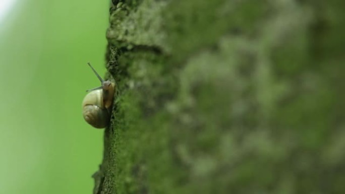 小蜗牛吃苔藓