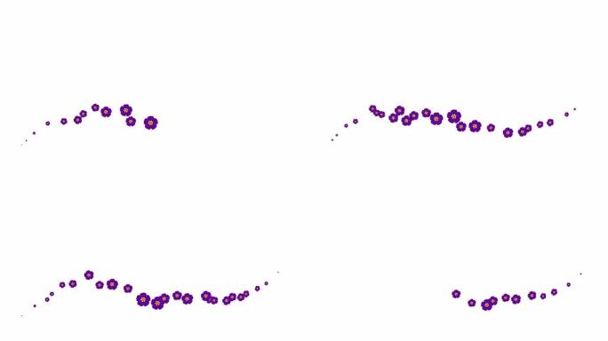动画紫罗兰美丽的花朵从左到右飞行。循环视频。春天的概念。白色背景上的一朵飞花。