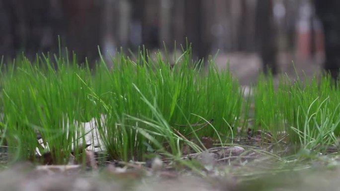 4月森林中的第一片新鲜春草