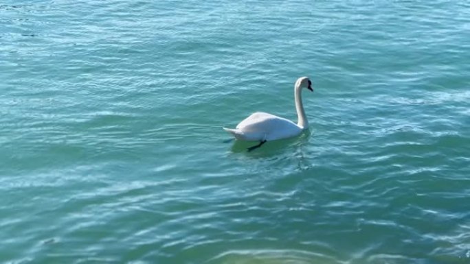 白天鹅在蓝色中游泳，碧绿的水中，太阳怒视
