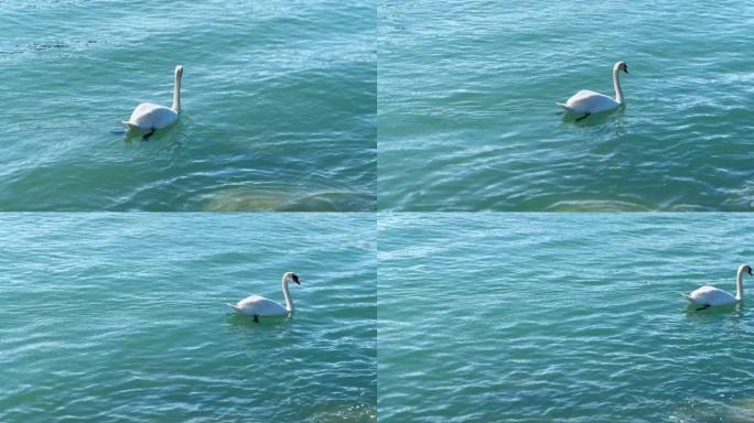白天鹅在蓝色中游泳，碧绿的水中，太阳怒视