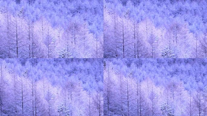 在一个寒冷的早晨，早晨的阳光击中了树的冰。缩小