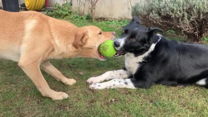 混种金拉布拉多犬和边境牧羊犬在花园里拉锯战