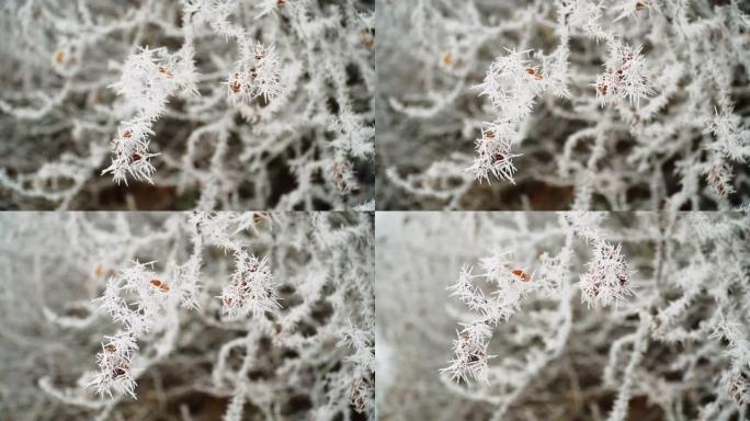 霜冻针叶树树枝的风景特写