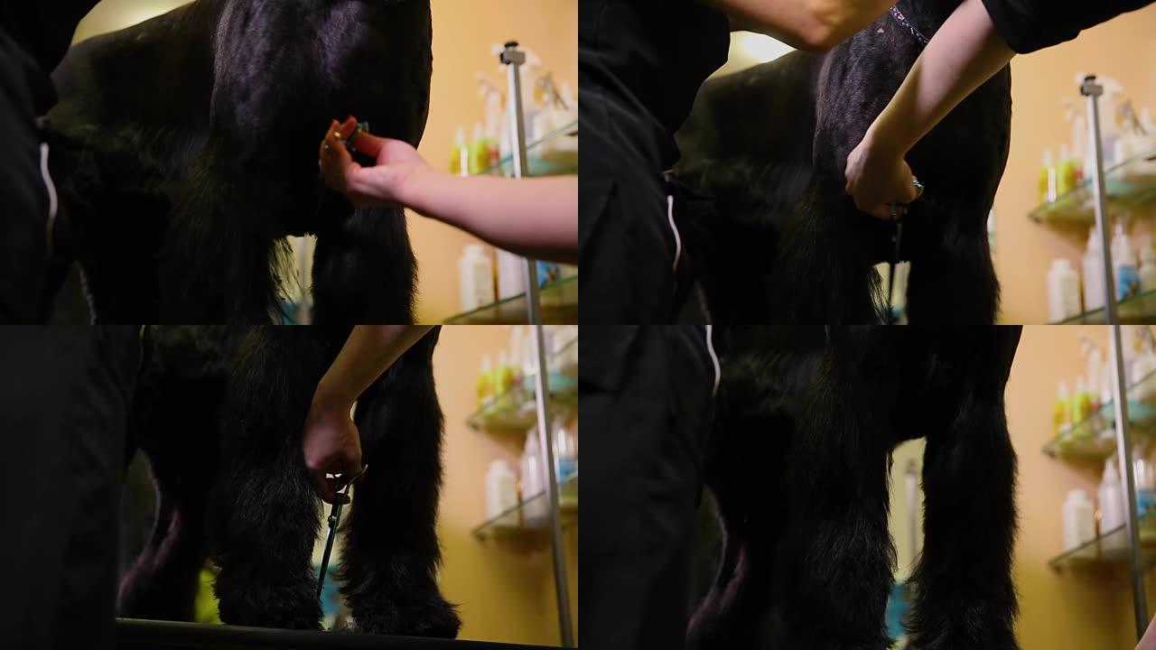 两个女人特写用剪刀剪了一只大黑狗。剃掉一只大黑狗的乳房