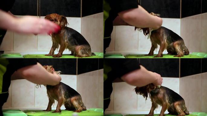 狗美容师在宠物沙龙洗约克夏犬