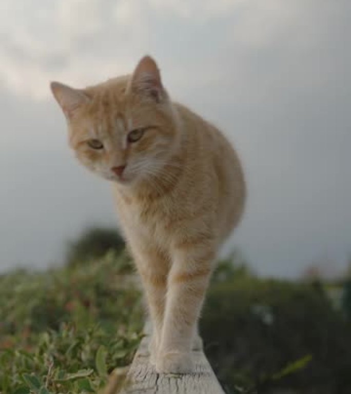 一只红毛猫在木制栏杆上与相机见面。在大海背景的公园里。多云。垂直视频社交媒体