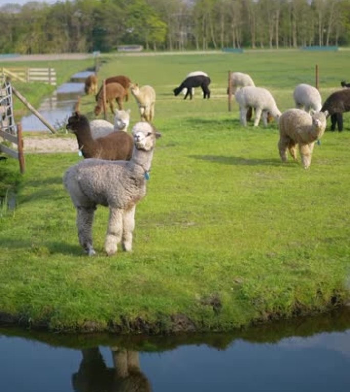 荷兰农场上的羊驼内蒙古大草原放牧牧场