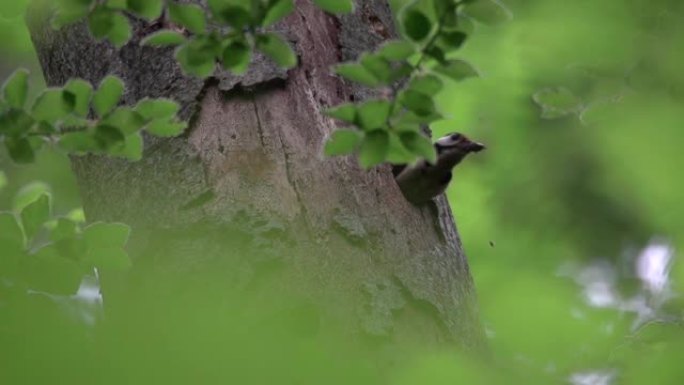 斑点啄木鸟 (Dendrocopos) 在树上退出洞