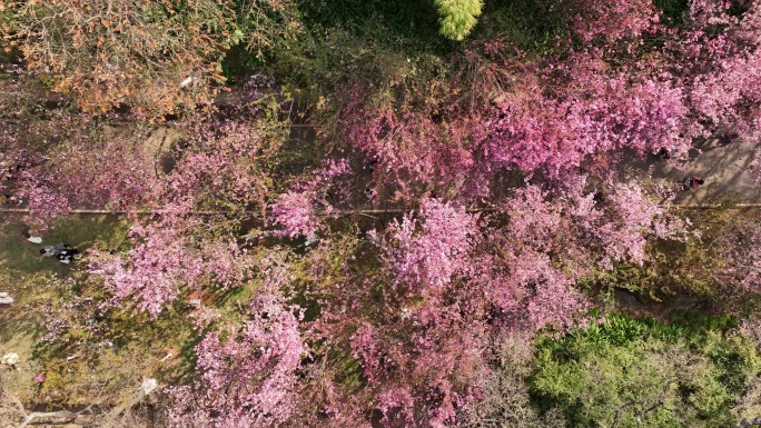 昆明五华区动物园樱花航拍4k