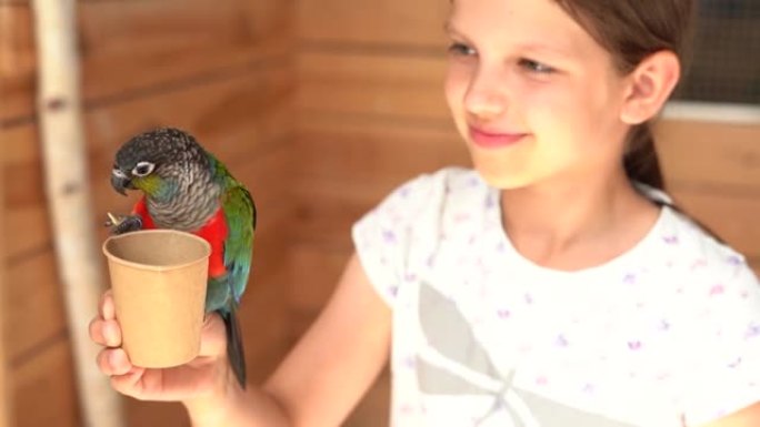 彩色鹦鹉被一个女孩喂养。慢动作
