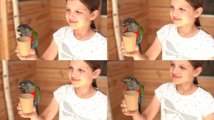 彩色鹦鹉被一个女孩喂养。慢动作