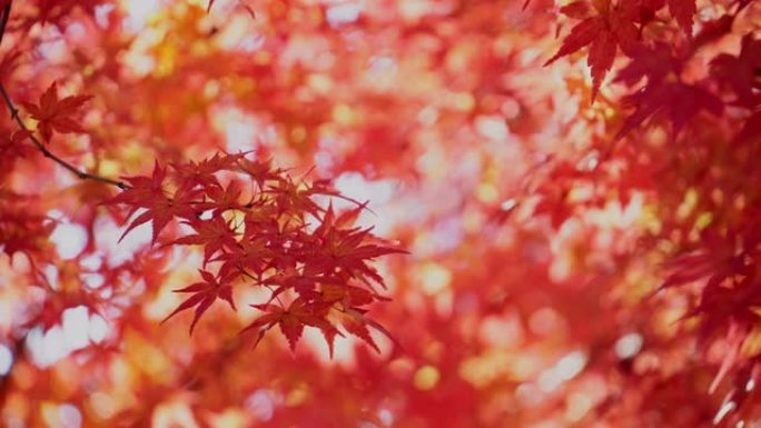 日本的秋天枫叶