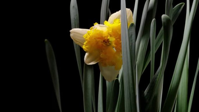 盛开的黄色水仙花水仙花 (水仙花) 小号水仙花在黑色背景上的延时镜头，从芽到满花，4k视频。