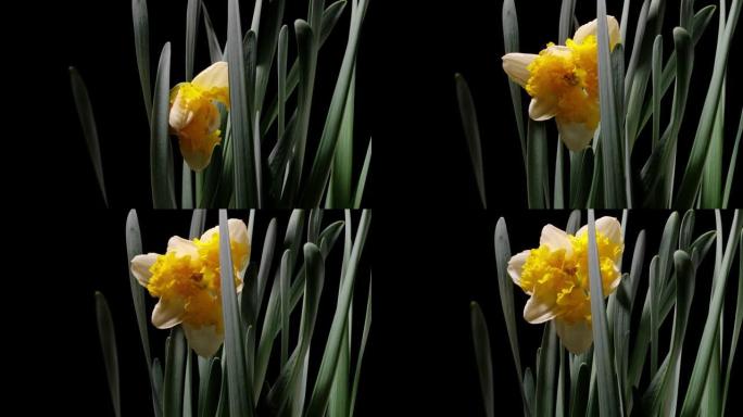 盛开的黄色水仙花水仙花 (水仙花) 小号水仙花在黑色背景上的延时镜头，从芽到满花，4k视频。