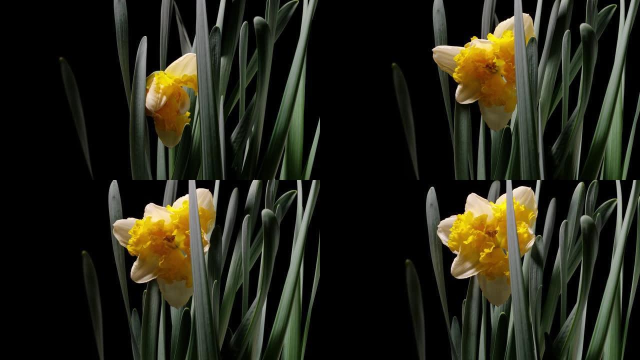 盛开的黄色水仙花水仙花 (水仙花) 小号水仙花在黑色背景上的延时镜头，从芽到满花，4k视频。