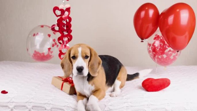 一只躺在床上的比格犬和一颗红色的心。房间里装饰着气球，一份礼物。