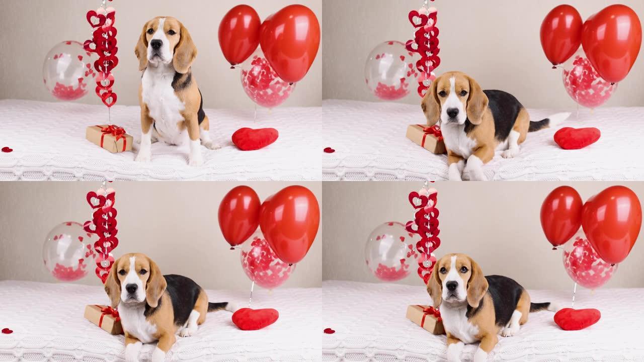 一只躺在床上的比格犬和一颗红色的心。房间里装饰着气球，一份礼物。