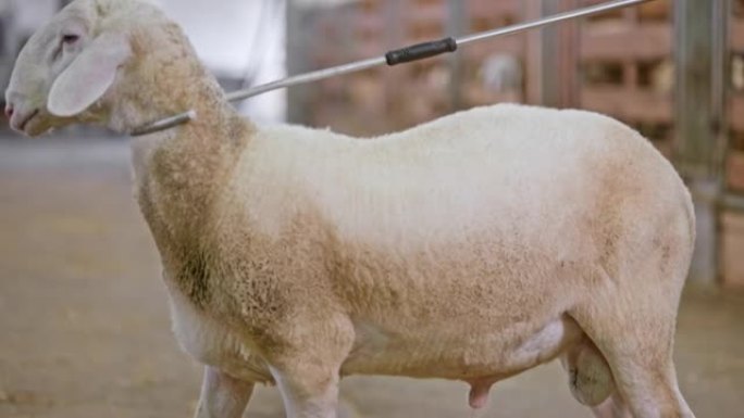 SLO MO一只绵羊在谷仓里被牧羊人的骗子仍然抱着