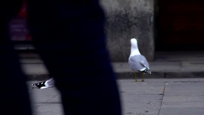 傲慢的鸟在街上寻找食物，城市中的海鸥，观鸟