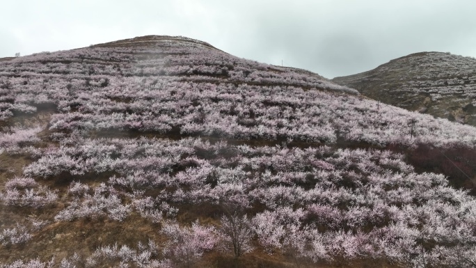 桃花林 万亩桃花林