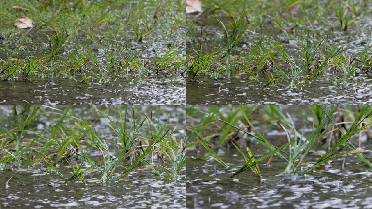 落在草地上的雨水飞溅不会完全吸收并形成水坑