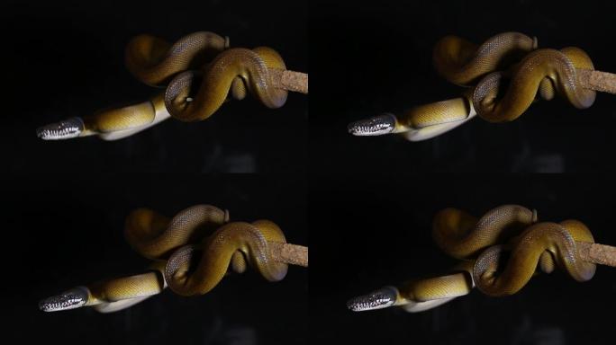 D'Albertis' 的蟒蛇 (Leiopython albertisii) 黑底白唇蟒蛇
