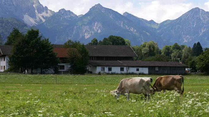 阿尔卑斯山的牛牧场