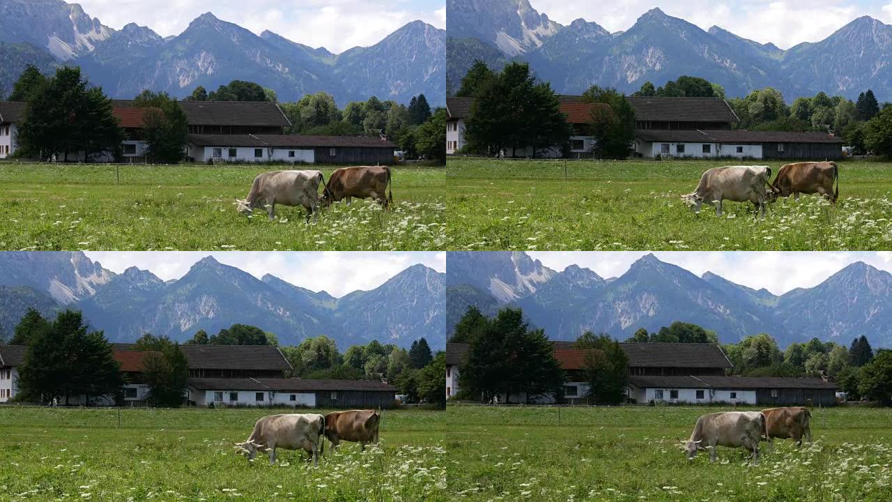 阿尔卑斯山的牛牧场