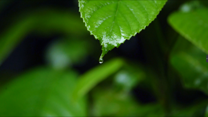 森林 春天 立春 惊蛰 雨天（29组镜）