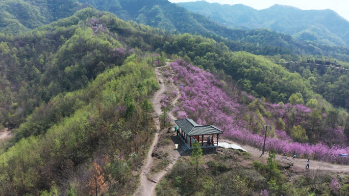 满山遍野紫荆花航拍