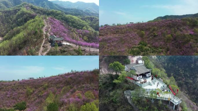 满山遍野紫荆花航拍