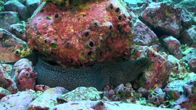 海鳗是哥斯达黎加海洋温水的水下居民。