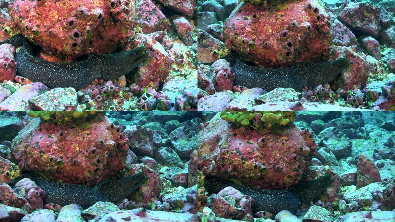 海鳗是哥斯达黎加海洋温水的水下居民。