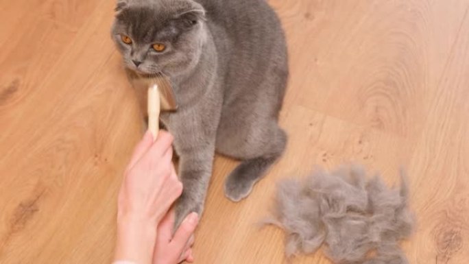 在蜕皮期间对猫的外套进行护理和清洁。手工梳理苏格兰虎斑猫