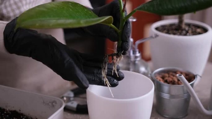 女人在家里种植榕树根植切割