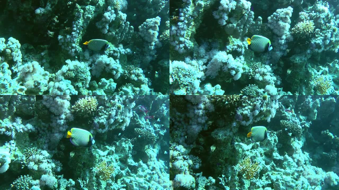 帝王神仙鱼在珊瑚礁的背景上。