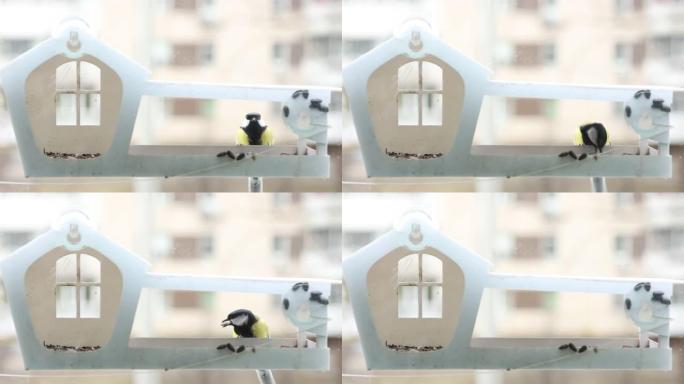 一只小山雀飞向窗户上的种子喂食器
