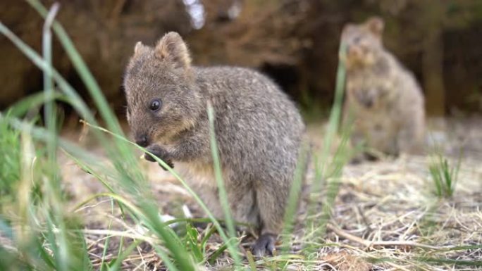 短尾短尾矮袋鼠是小型巨足动物大小的家猫，与袋鼠和小袋鼠一样，是食草动物，主要在夜间活动，是西澳大利亚