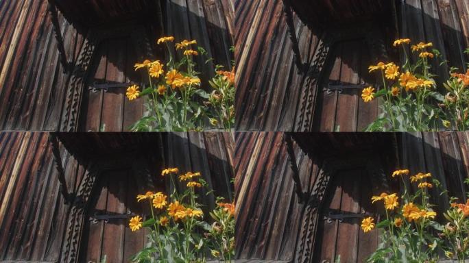 黄色的花朵在一座古老的木屋大门附近的花坛上生长，在风中摇曳，在阳光明媚的夏日，蜜蜂在它们上方飞翔。