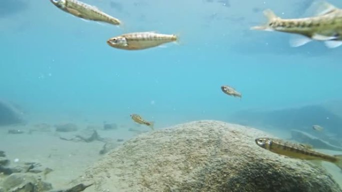 鱼苗虹鳟鱼吓坏了，迅速在gopro摄像机附近游动。山湖里的鱼群，高山上清澈的冷水。太阳光线和光线。自